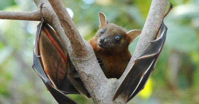 Nipah Back to Haunt Kerala as 12-Yr-Old Succumbs to Virus Symptoms, Treatment & All You Must Know