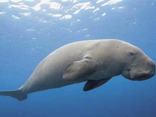 Tamil Nadu to set up India’s first Sea Cow Conservation Reserve