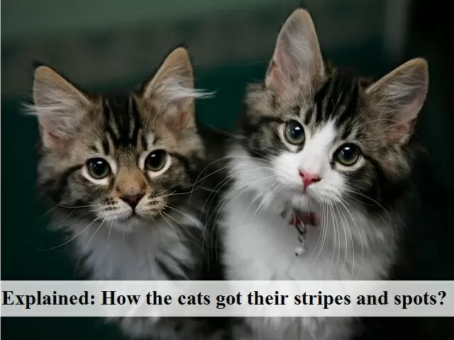 Explained: How the cats got their stripes and spots?