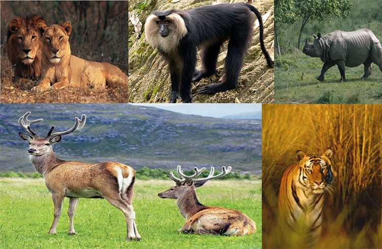 GK Quiz on Endangered, Critically Endangered species of India