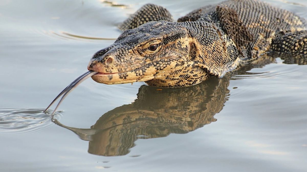 monitor-lizard