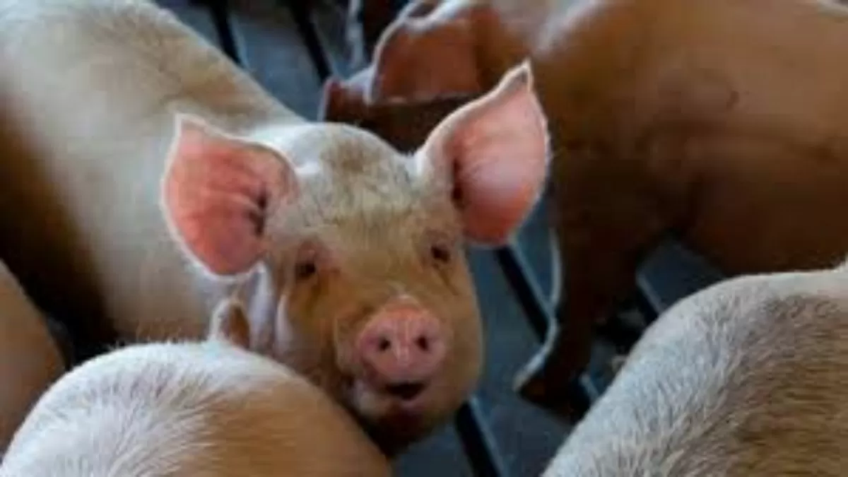 African swine fever india