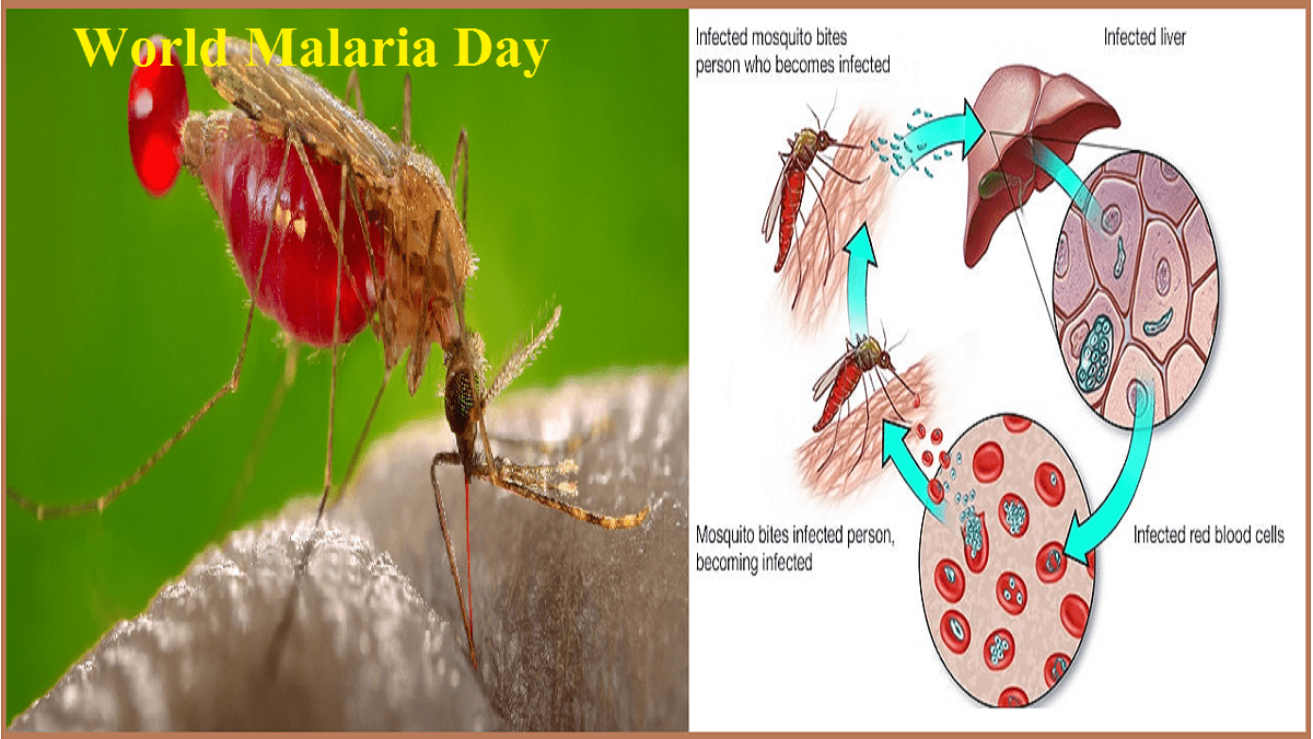 World Malaria Day 2022: Know Theme, History, Significance, and Key Facts  Here