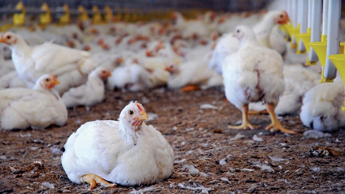 What is H3N8 bird flu detected in China?