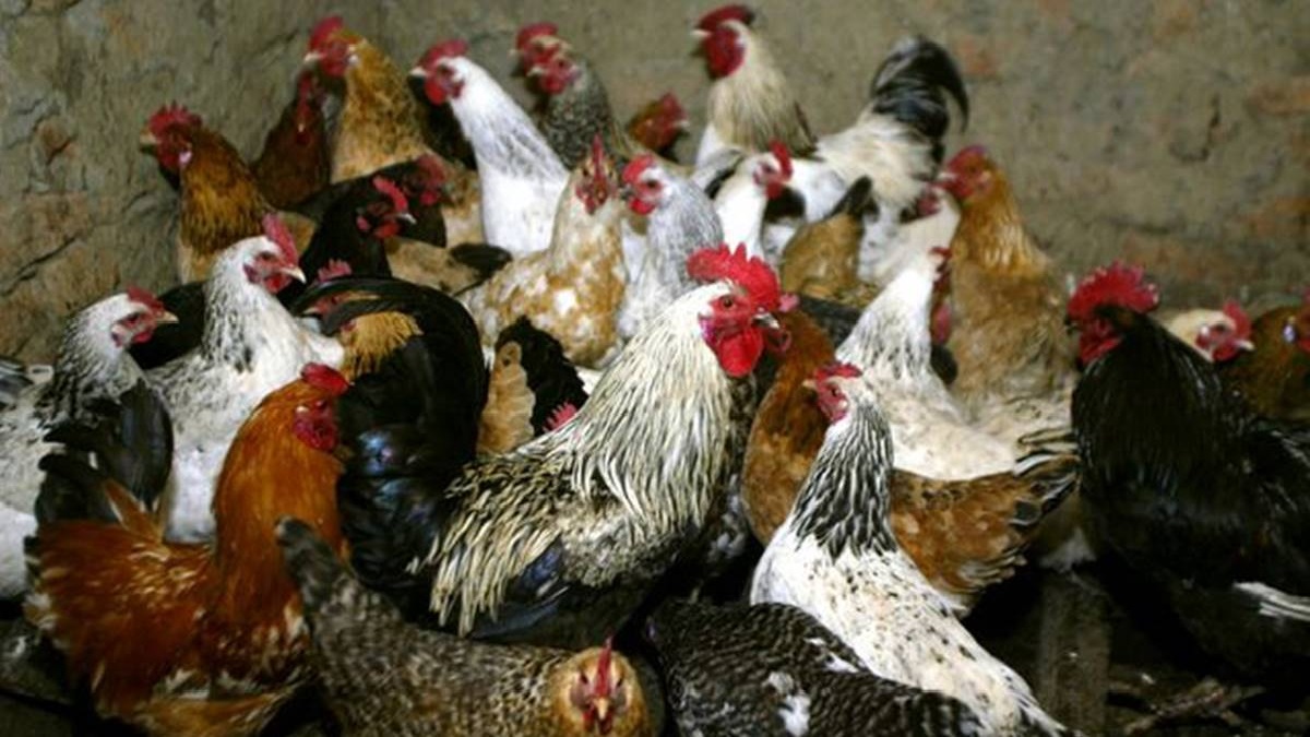 What Is The New Bird Flu In China