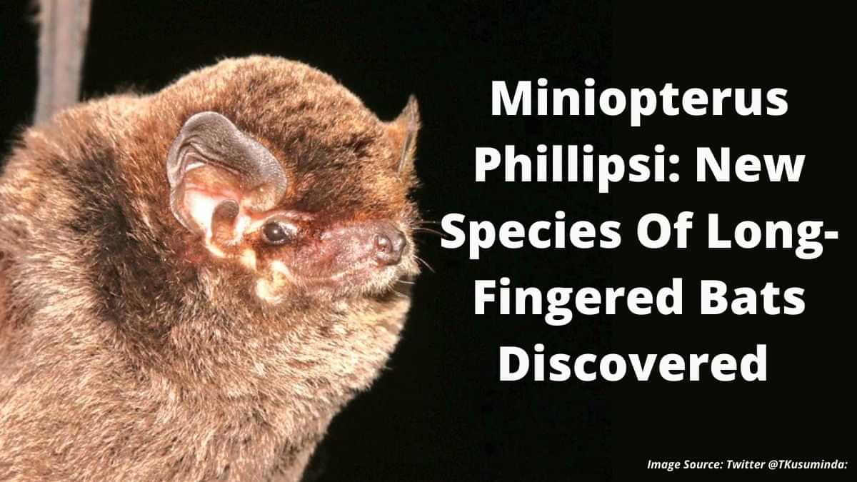 Miniopterus Phillipsi: New Species Of Bats Discovered 