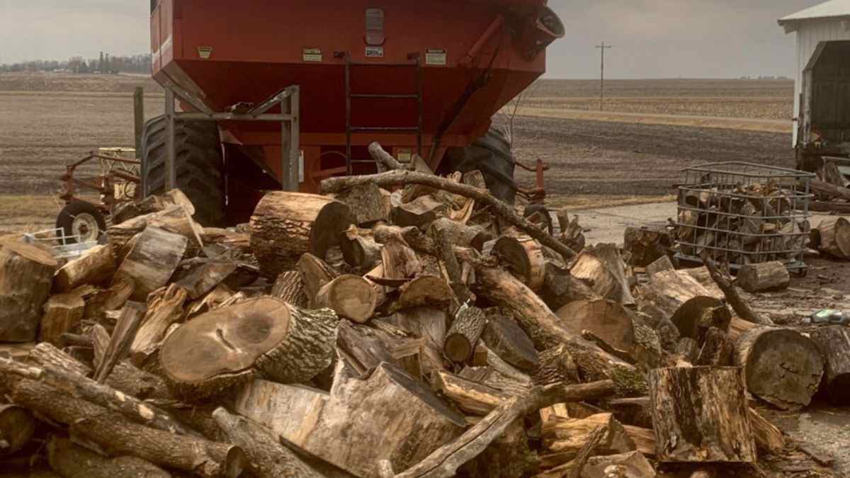 Optical Illusion: Can you spot the Hidden Cat within 17 seconds?