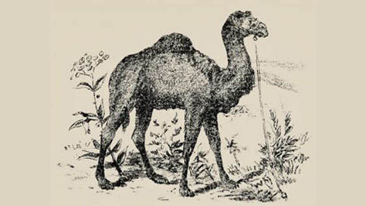 Optical Illusion for IQ Test - People with High Intelligence can spot the Camel Rider 