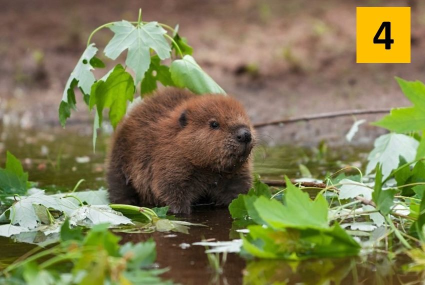4 Animal Personality Test Beaver Personality Type