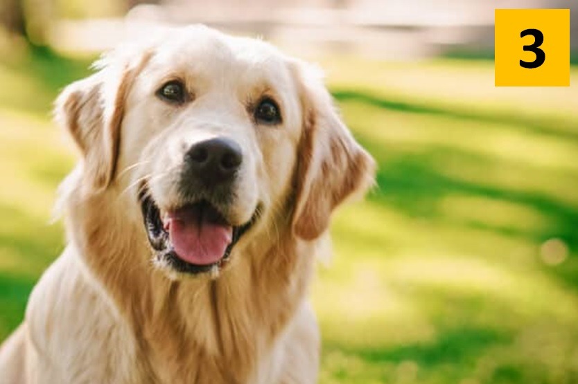 4 Animal Personality Test Golden Retriever