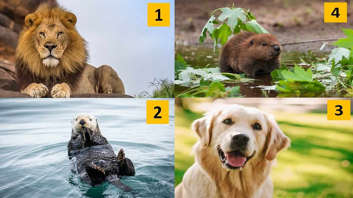 5 Minute Personality Test: The Animal You See First Reveals Your Personality  Traits