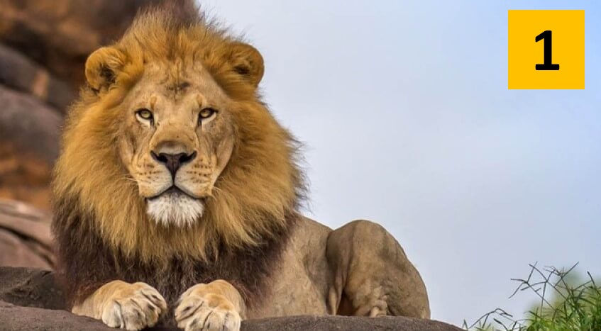 4 Animal Personality Test Lion Personality Type