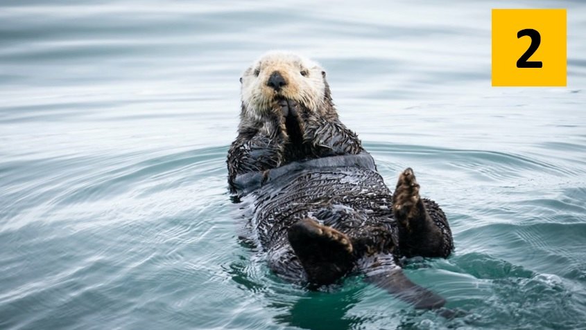 4 Animal Personality Test Otter Personality Type