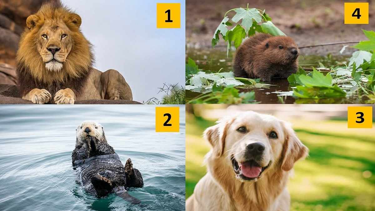 4 Animal Personality Test: Animal You Choose Reveals These Personality Traits