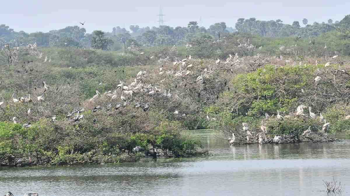 Ramsar Sites in India 2022: भारत ने लिस्ट में 10 नए आर्द्रभूमि जोड़े - यहाँ देखें रामसर साइटों की पूरी सूची