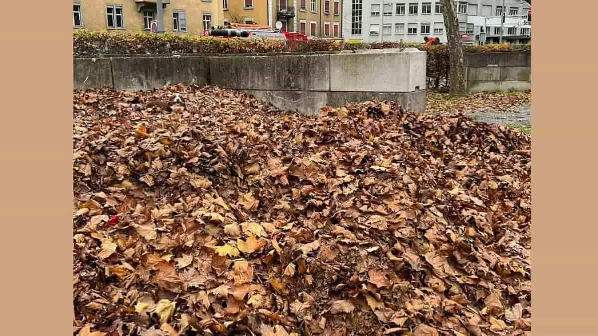Find Dog in 10 Seconds