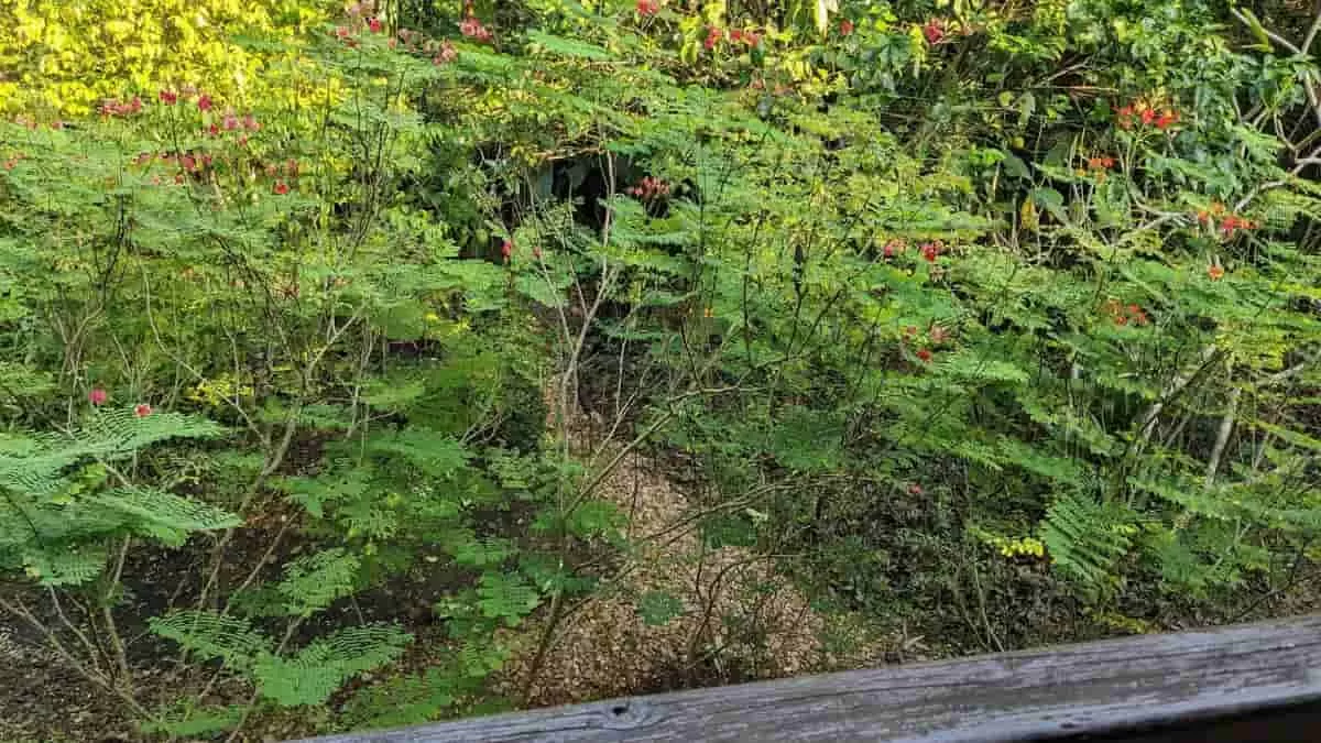 Find Hummingbird in 15 Seconds