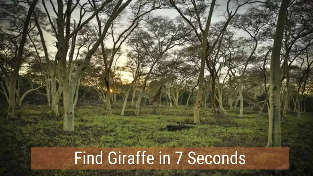 Find Giraffe in 7 Seconds