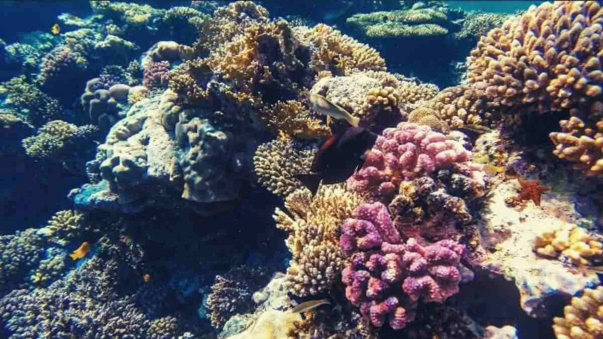 Find the hidden starfish!