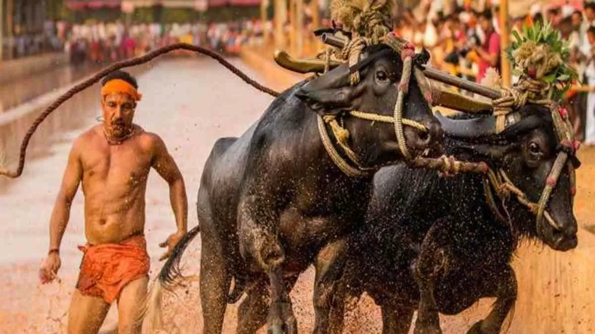 What is Kambala Festival?