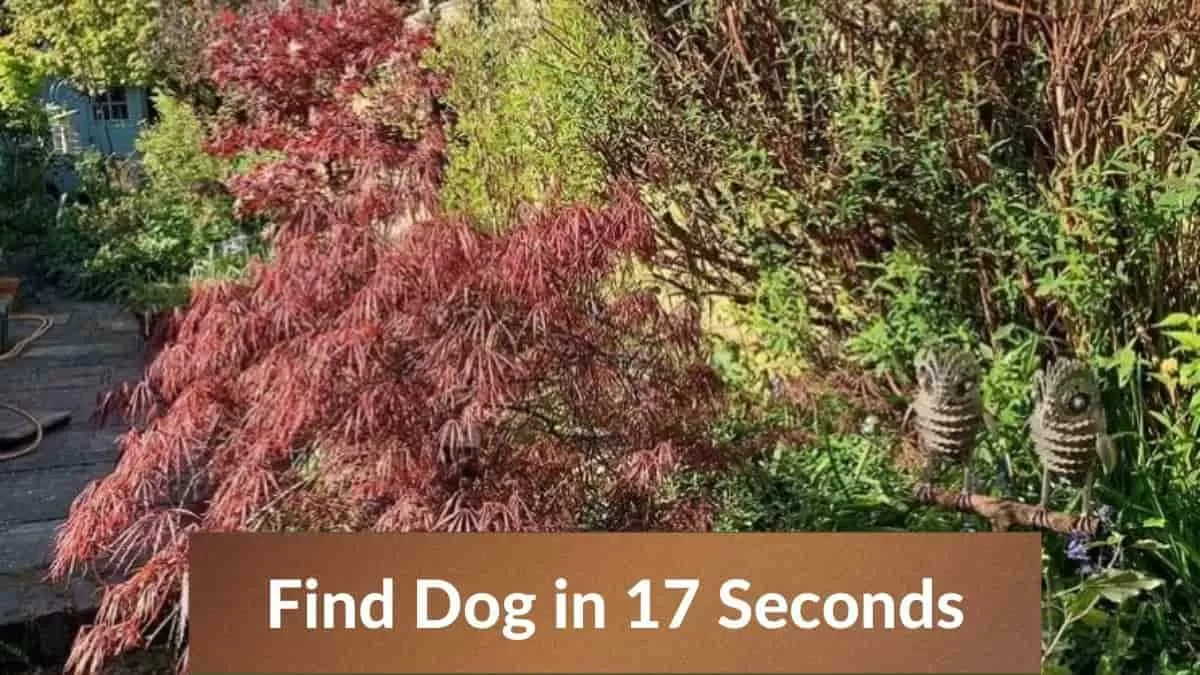 Find Dog in 17 Seconds