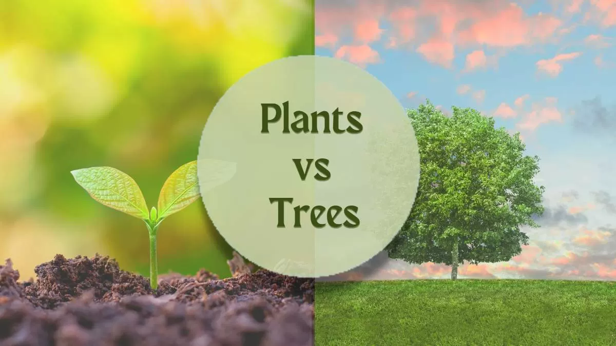 What Is The Difference Between Plants And Trees?