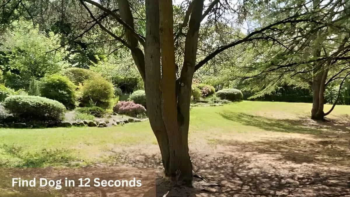 Find Dog in 12 Seconds