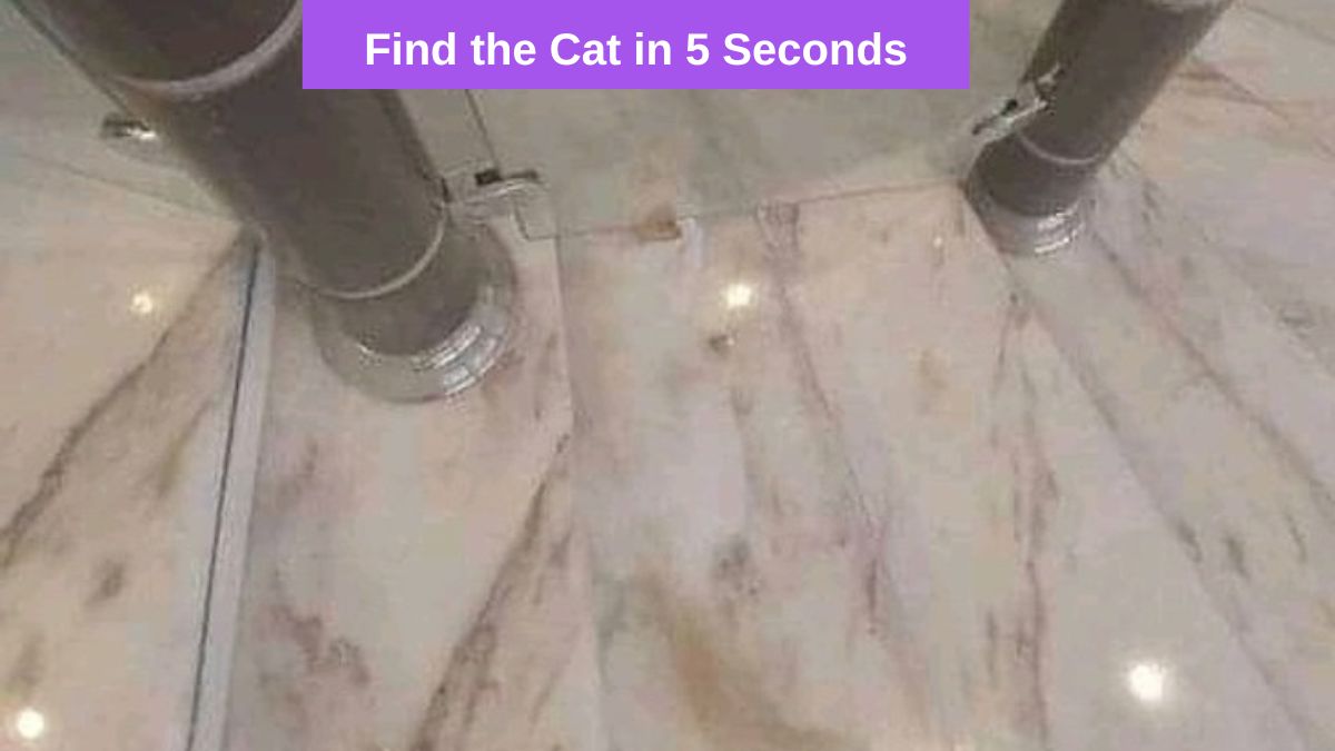 Optical Illusion - Find Cat in 5 Seconds