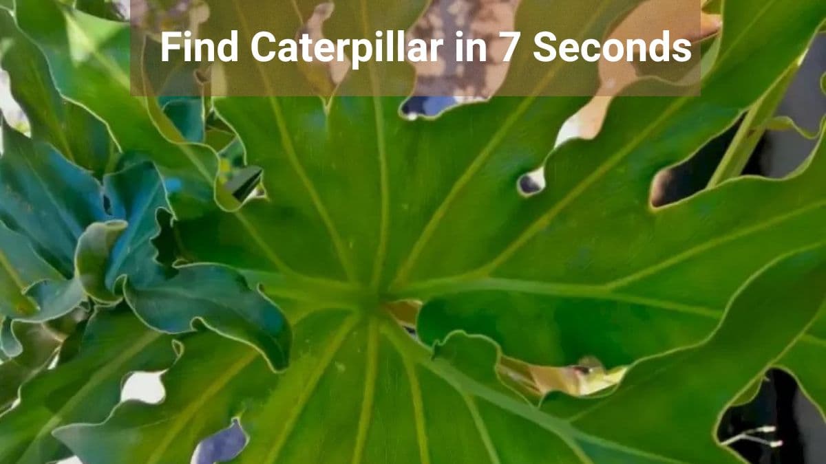 Find Caterpillar in 7 Seconds