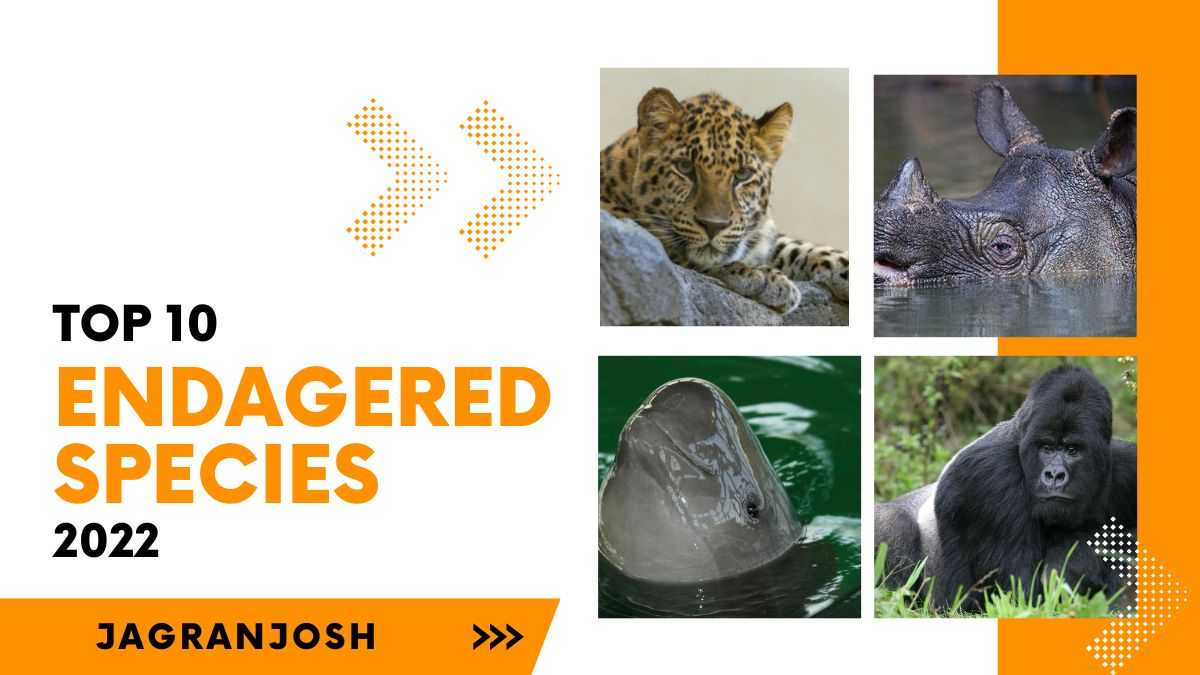 List of Top 10 most Endangered Animals of the World in 2022