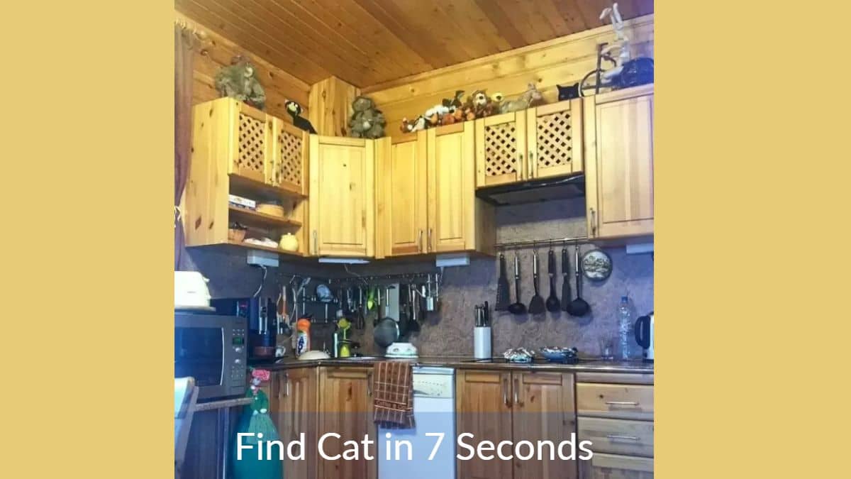 Find the Cat in the Kitchen in 7 Seconds