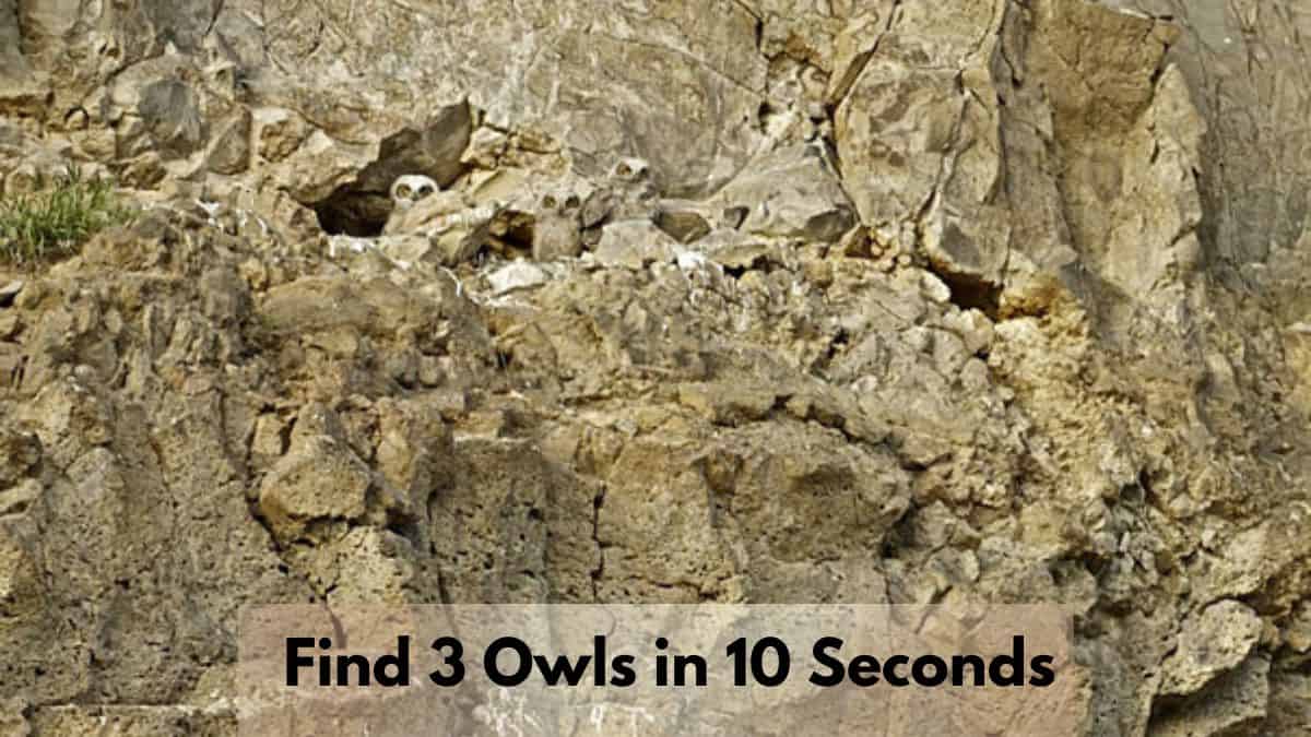 Find 3 Owls in 10 Seconds