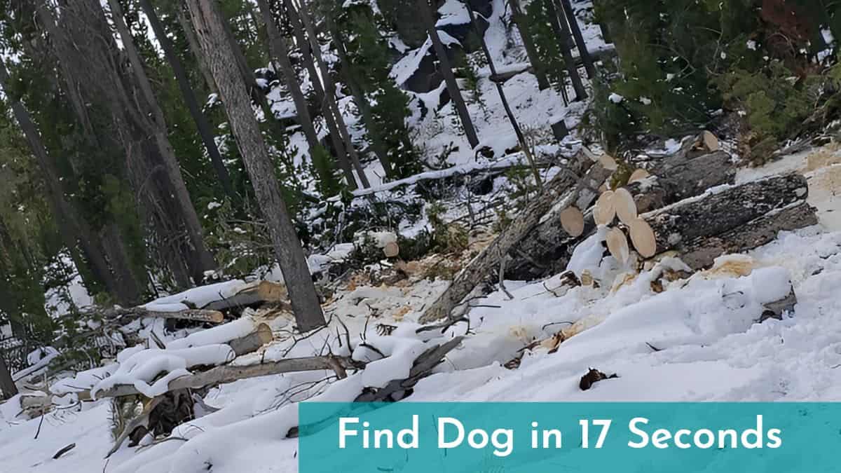 Find Dog in 17 Seconds