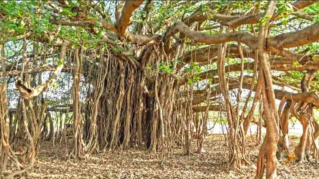 Find the hidden tiger!