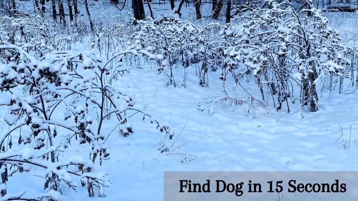 Find Dog in 15 Seconds