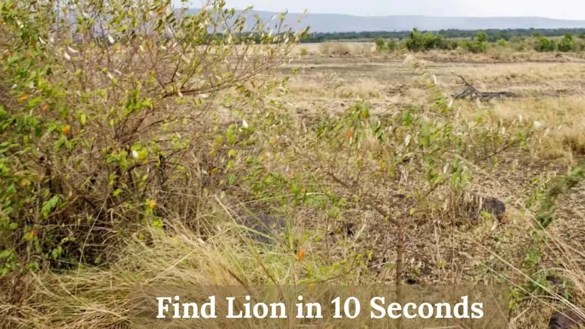 Find Lion in 10 Seconds