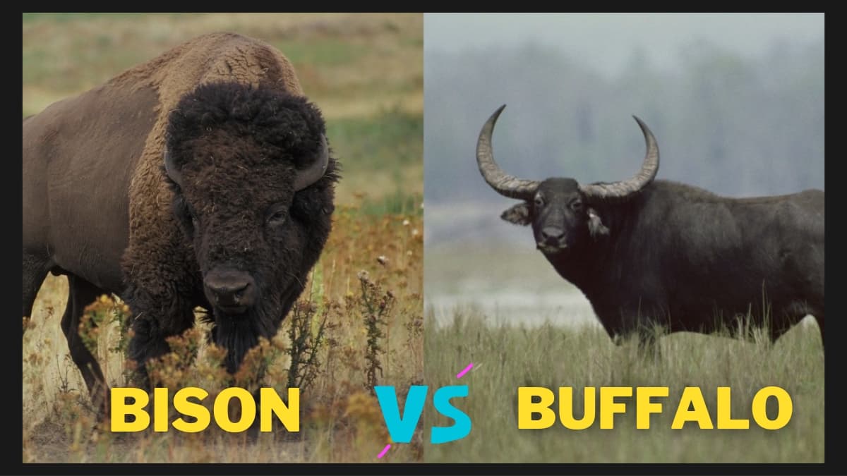 Difference Between Bison and Buffalo