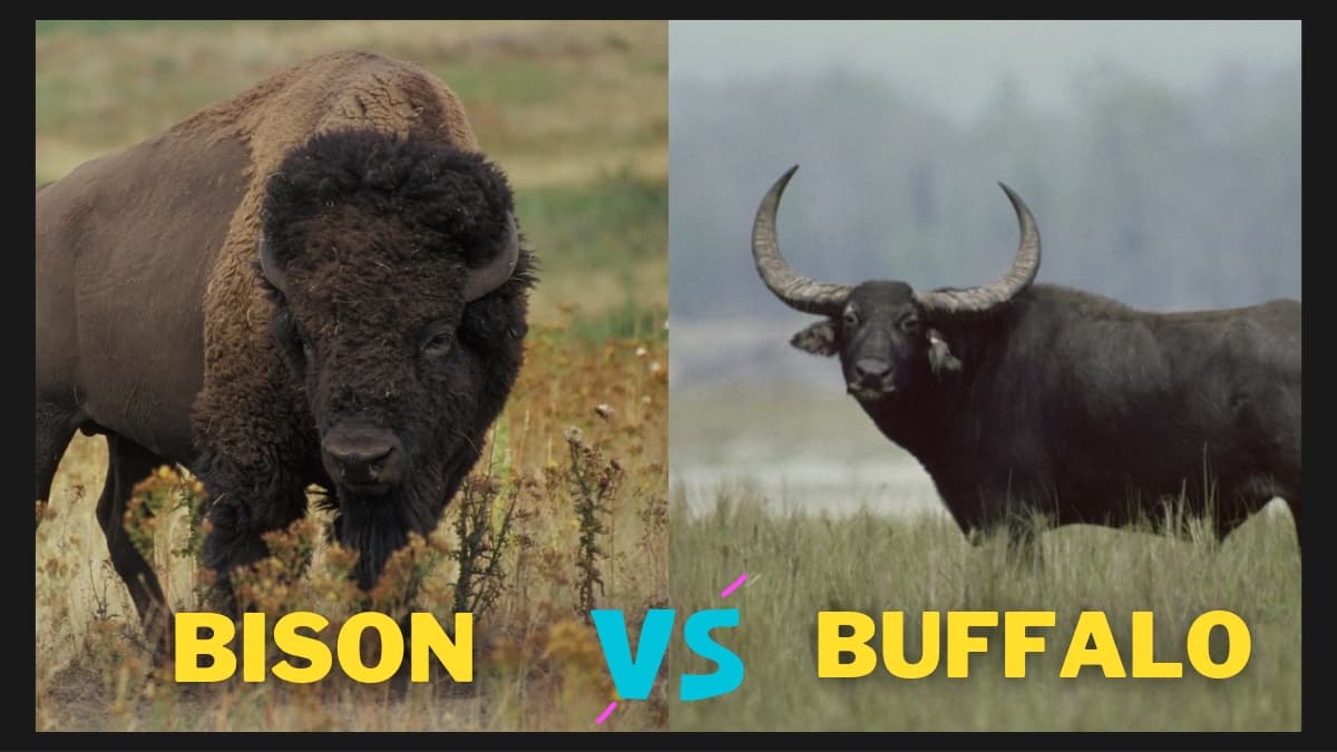 Water Buffalo vs BisonIs there a difference?