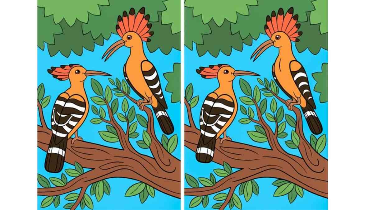 Can you spot the differences between the two Woodpecker image?