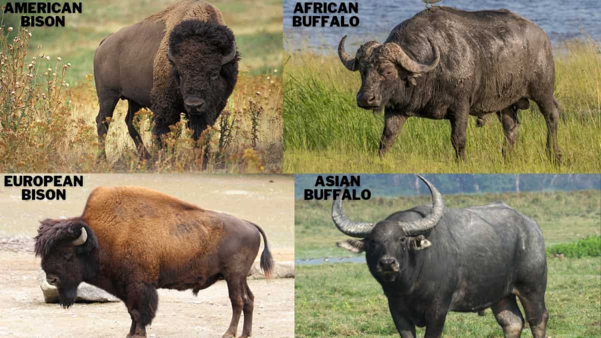 Water Buffalo vs BisonIs there a difference?