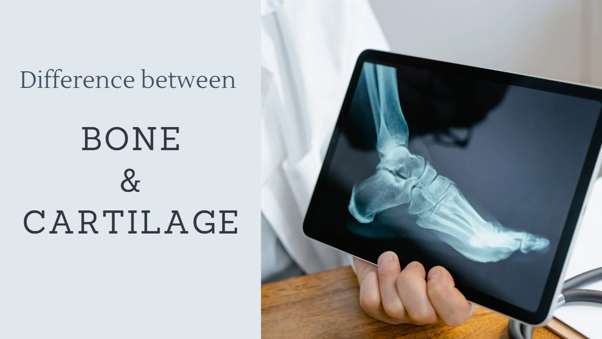 What Is The Difference Between Bone And Cartilage