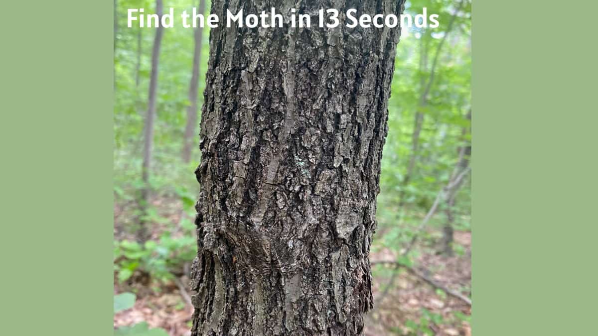 Find Moth in 13 Seconds