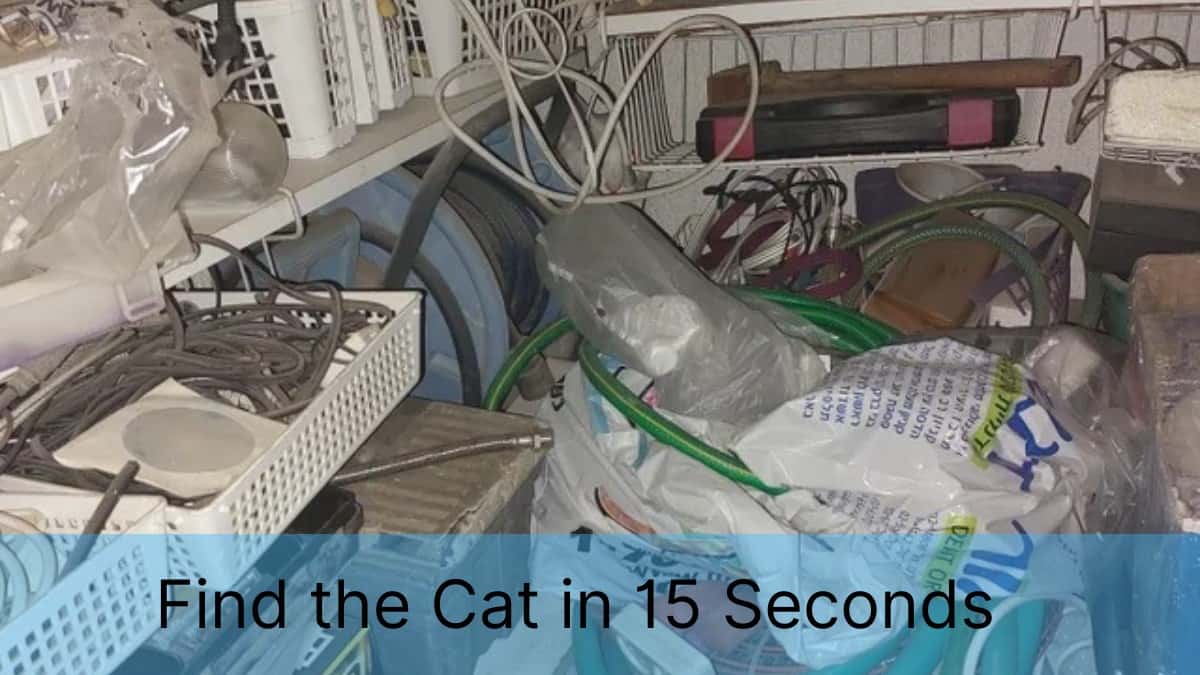 Find Cat in 15 Seconds