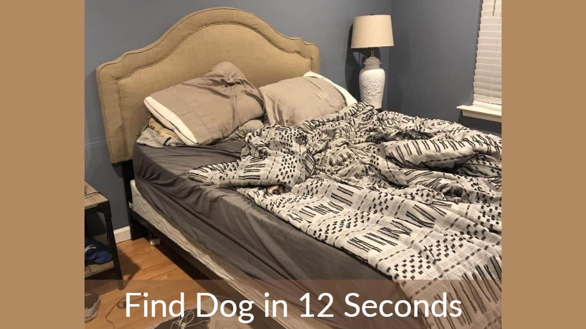Find Dog in 12 Seconds