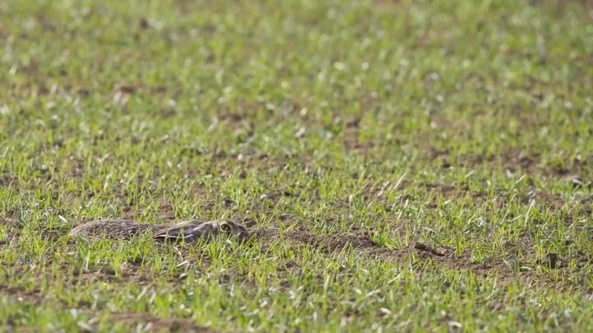 Find Rabbit in 7 Seconds