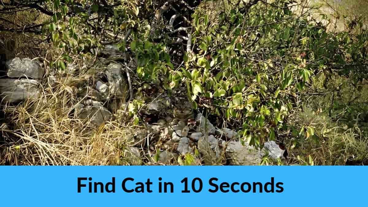 Find Cat in 10 Seconds