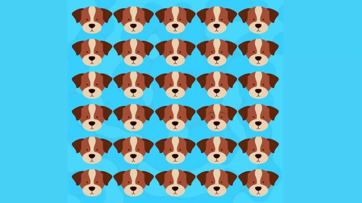 Find the odd dog in the kennel