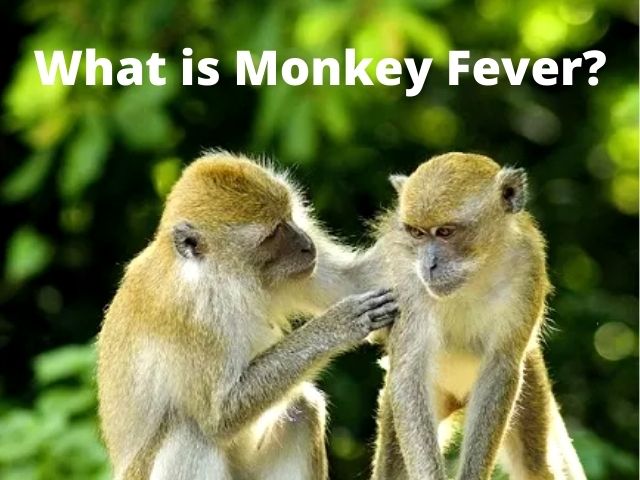 What is Monkey Fever: Symptoms, Causes, Transmission, and Treatment