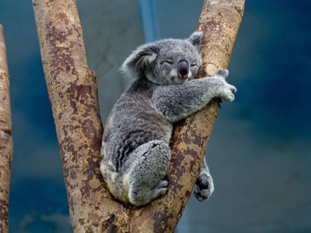 Australia Lists Koalas As Endangered Species due to Declining Numbers