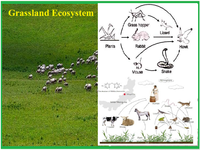 grassland ecosystem food web